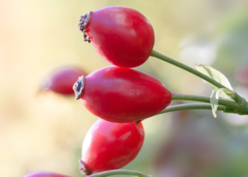Dzika róża i krwawnik od wieków są uważane za rośliny, które dobrze wpływają na nasze zdrowie. Posiadają wiele zdrowotnych właściwości.