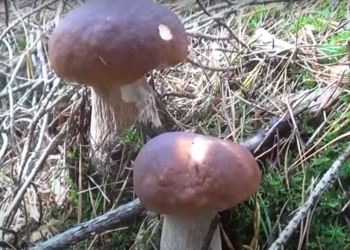 Podstawowe różnice między grzybami sa dobrze znane, jednak jak odróżnić grzyby trujące i jadalne, które nie są tak oczywiste?