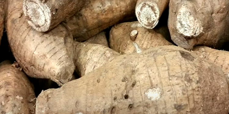 Korzeń Kudzu pomaga alkoholikom i palaczom w porzuceniu ich nałogu, działa tak dobrze gdyż wyłapywana jest przez niego nikotyna i alkohol.