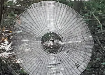 Gigantyczna pajęczyna została znaleziona w stanie Missouri w USA, pająk który ją utkał występuje także w Polsce.
