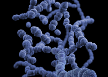 Naukowcy biją na alarm, szkarlatyna, niemal całkowicie wyeliminowana, powraca, odnotowywane są kolejne przypadki w Wielkiej Brytanii i Azji.