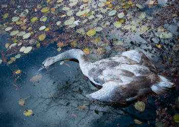 Ptasia Grypa H5N8 jest już w Polsce, w Warszawie znaleziono martwego łabędzia, chore ptaki są też w Trzebiatowie. Sprawa jest poważna.