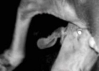 Badacz umieścił kamery w pobliżu elektrowni w Czarnobylu. Gdy zobaczył nagranie zawiadomił władze [WIDEO]