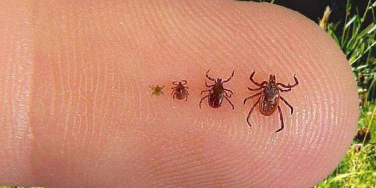 Ten przedmiot przyciąga kleszcze! Nosi go każdy, nie bierz go ze sobą do lasu