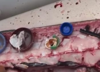 Wyłowili wielką rybę, gdy ją rozkroili i zobaczyli co jest w środku zamarli. Wstrząsające znalezisko