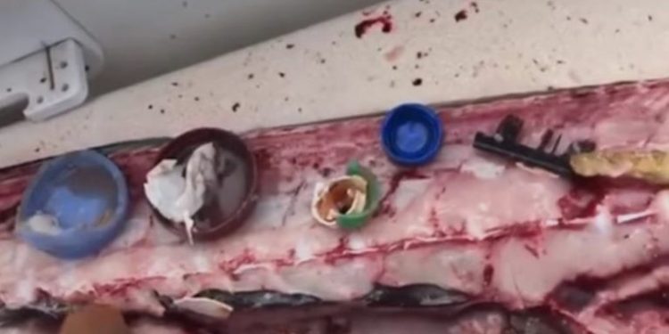 Wyłowili wielką rybę, gdy ją rozkroili i zobaczyli co jest w środku zamarli. Wstrząsające znalezisko