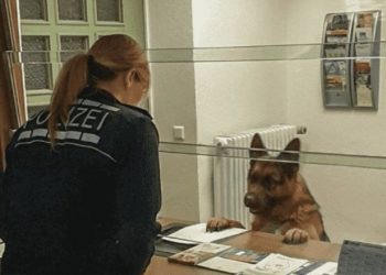 Owczarek Niemiecki pojawił się na komisariacie. Nie uwierzysz co się później stało