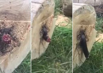 Ściął drzewo i nie wierzył własnym oczom, co w nim znalazł! Co byś zrobił na jego miejscu? [WIDEO]