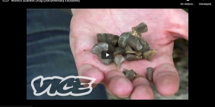 “Oddech diabła” – najgroźniejszy na świecie narkotyk. Służy do “zbrodni doskonałej” [WIDEO]