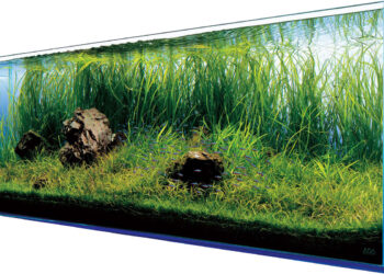 Produkty do akwarium – sprzedaż w sieci