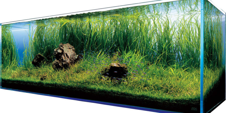 Produkty do akwarium – sprzedaż w sieci